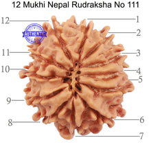 Load image into Gallery viewer, 12 Mukhi Nepalese Rudraksha - Bead No 111
