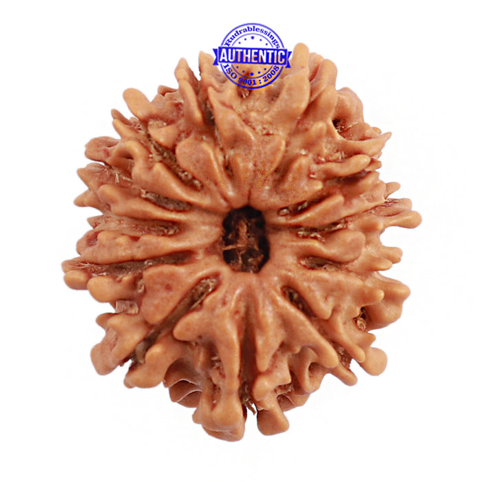12 Mukhi Nepalese Rudraksha - Bead No 111
