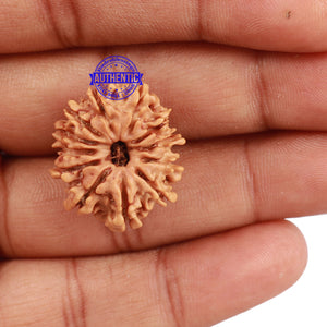 12 Mukhi Nepalese Rudraksha - Bead No 111