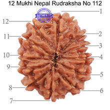 Load image into Gallery viewer, 12 Mukhi Nepalese Rudraksha - Bead No. 112
