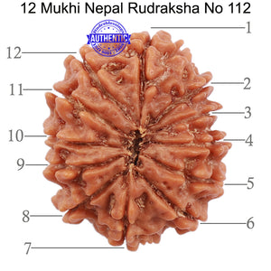 12 Mukhi Nepalese Rudraksha - Bead No. 112