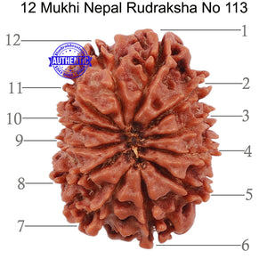 12 Mukhi Nepalese Rudraksha - Bead No. 113