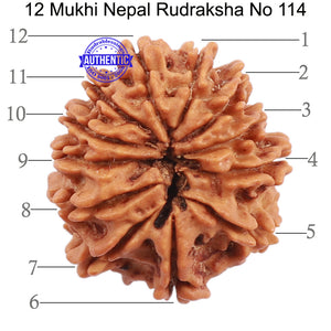 12 Mukhi Nepalese Rudraksha - Bead No. 114