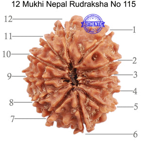 12 Mukhi Nepalese Rudraksha - Bead No. 115