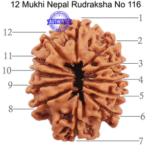 12 Mukhi Nepalese Rudraksha - Bead No. 116