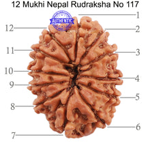Load image into Gallery viewer, 12 Mukhi Nepalese Rudraksha - Bead No. 117

