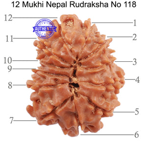12 Mukhi Nepalese Rudraksha - Bead No. 118
