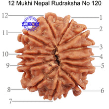 Load image into Gallery viewer, 12 Mukhi Nepalese Rudraksha - Bead No 120
