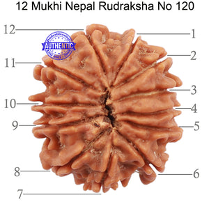 12 Mukhi Nepalese Rudraksha - Bead No 120