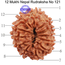 Load image into Gallery viewer, 12 Mukhi Nepalese Rudraksha - Bead No. 121
