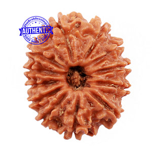 12 Mukhi Nepalese Rudraksha - Bead No. 121