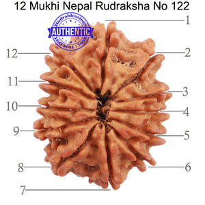 12 Mukhi Nepalese Rudraksha - Bead No. 122