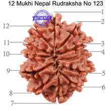 Load image into Gallery viewer, 12 Mukhi Nepalese Rudraksha - Bead No. 123

