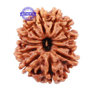 12 Mukhi Nepalese Rudraksha - Bead No. 124