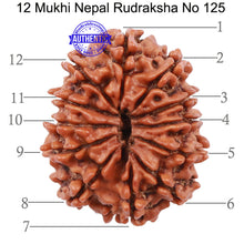 Load image into Gallery viewer, 12 Mukhi Nepalese Rudraksha - Bead No 125
