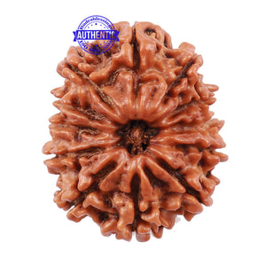 12 Mukhi Nepalese Rudraksha - Bead No 125