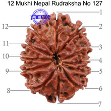Load image into Gallery viewer, 12 Mukhi Nepalese Rudraksha - Bead No 127
