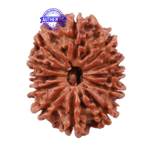12 Mukhi Nepalese Rudraksha - Bead No 127