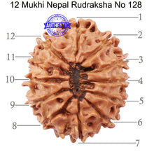 Load image into Gallery viewer, 12 Mukhi Nepalese Rudraksha - Bead No 128
