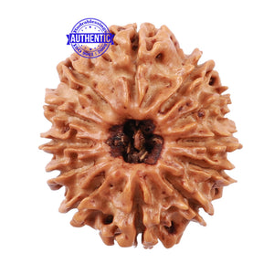 12 Mukhi Nepalese Rudraksha - Bead No 128