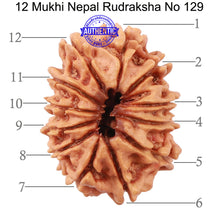 Load image into Gallery viewer, 12 Mukhi Nepalese Rudraksha - Bead No. 129
