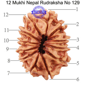 12 Mukhi Nepalese Rudraksha - Bead No. 129