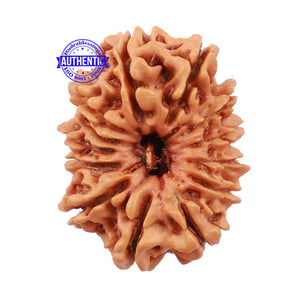 12 Mukhi Nepalese Rudraksha - Bead No. 129