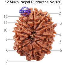 Load image into Gallery viewer, 12 Mukhi Nepalese Rudraksha - Bead No 130
