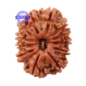 12 Mukhi Nepalese Rudraksha - Bead No 130