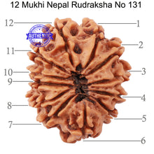Load image into Gallery viewer, 12 Mukhi Nepalese Rudraksha - Bead No 131
