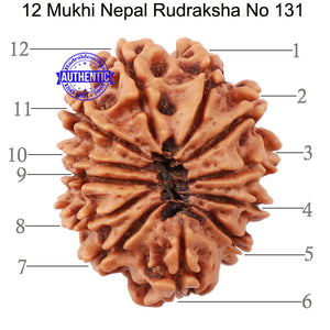 12 Mukhi Nepalese Rudraksha - Bead No 131