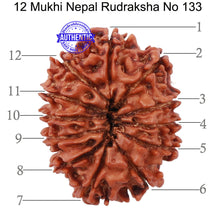 Load image into Gallery viewer, 12 Mukhi Nepalese Rudraksha - Bead No. 133
