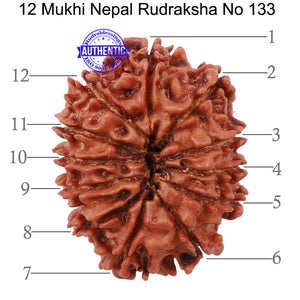 12 Mukhi Nepalese Rudraksha - Bead No. 133