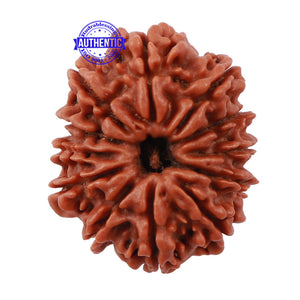 12 Mukhi Nepalese Rudraksha - Bead No 134