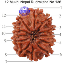Load image into Gallery viewer, 12 Mukhi Nepalese Rudraksha - Bead No 136
