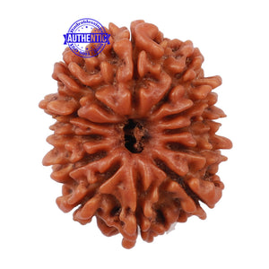 12 Mukhi Nepalese Rudraksha - Bead No 136