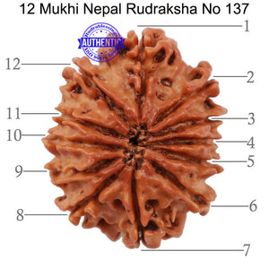 12 Mukhi Nepalese Rudraksha - Bead No 137