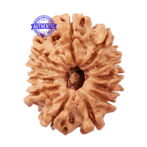 12 Mukhi Nepalese Rudraksha - Bead No 138