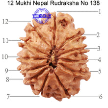 Load image into Gallery viewer, 12 Mukhi Nepalese Rudraksha - Bead No 138
