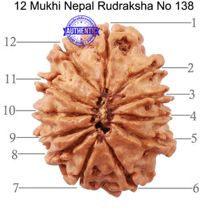 12 Mukhi Nepalese Rudraksha - Bead No 138