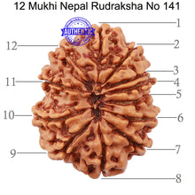 Load image into Gallery viewer, 12 Mukhi Nepalese Rudraksha - Bead No 141
