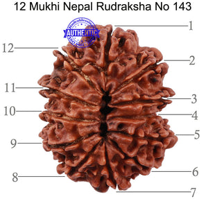 12 Mukhi Nepalese Rudraksha - Bead No 143