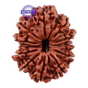 12 Mukhi Nepalese Rudraksha - Bead No 143