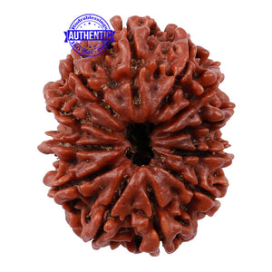 12 Mukhi Nepalese Rudraksha - Bead No 144