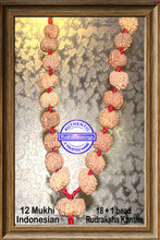 Load image into Gallery viewer, 12 mukhi Rudraksha Wrist Mala (18 + 1 beads - Indonesian)
