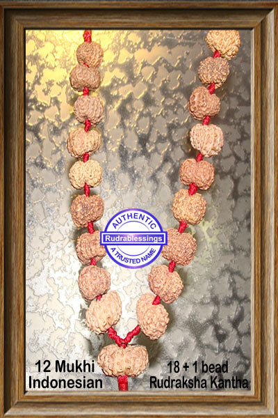12 mukhi Rudraksha Wrist Mala (18 + 1 beads - Indonesian)