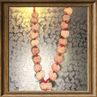 12 mukhi Rudraksha Wrist Mala (18 + 1 beads - Indonesian)