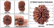 Load image into Gallery viewer, 12 Mukhi Nepalese Rudraksha - Bead No. 24
