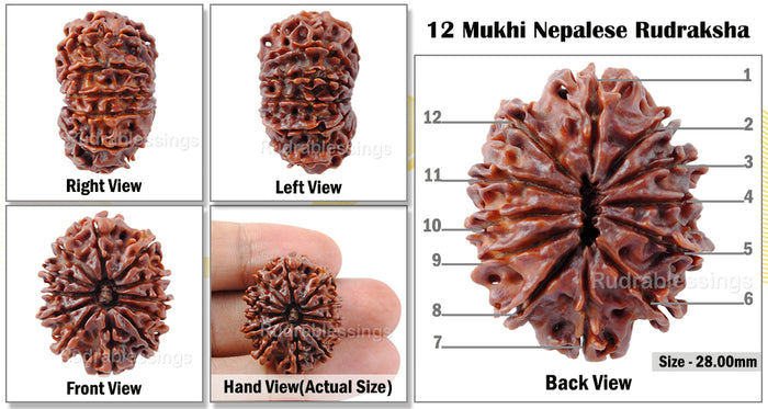 12 Mukhi Nepalese Rudraksha - Bead No. 24