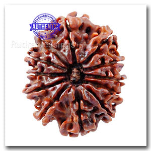 12 Mukhi Nepalese Rudraksha - Bead No. 24